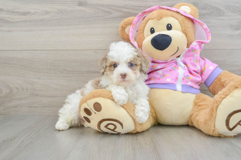 6 week old Poodle Puppy For Sale - Lone Star Pups