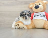 7 week old Poodle Puppy For Sale - Lone Star Pups