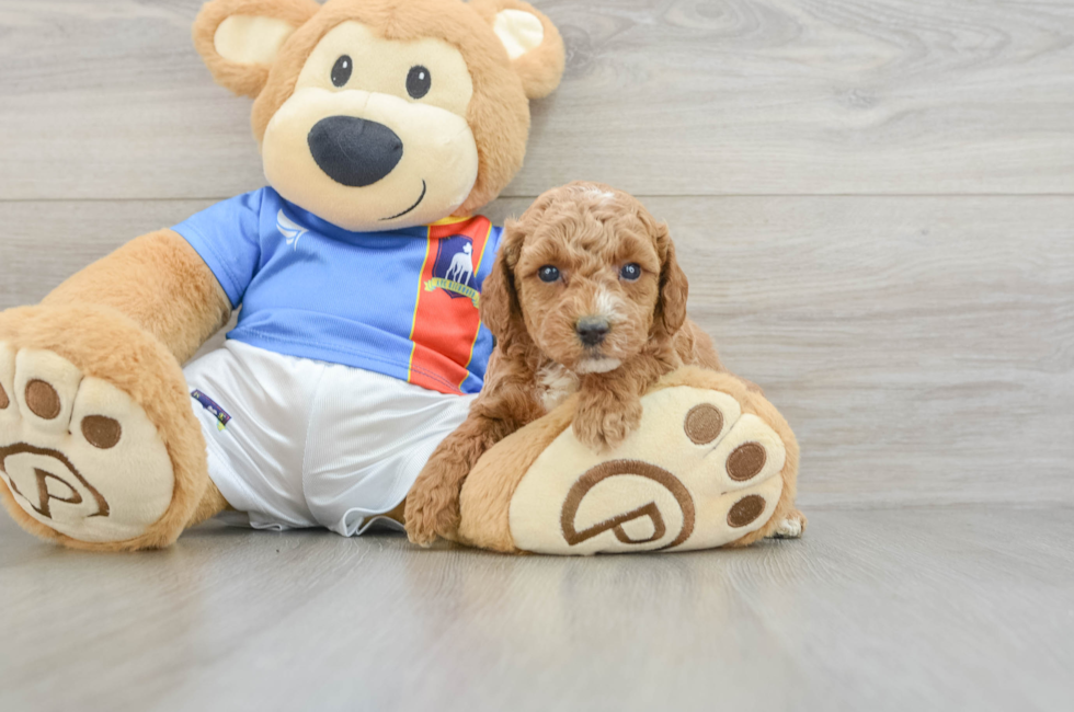 5 week old Poodle Puppy For Sale - Lone Star Pups