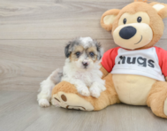 7 week old Poodle Puppy For Sale - Lone Star Pups