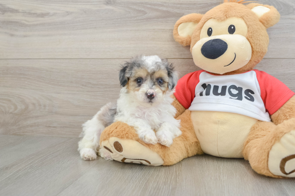 Energetic Caniche Purebred Puppy