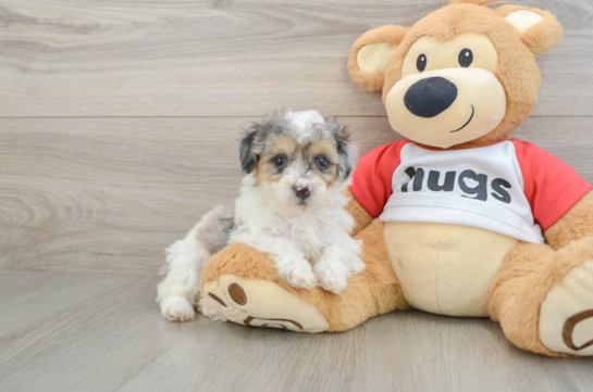 Energetic Caniche Purebred Puppy