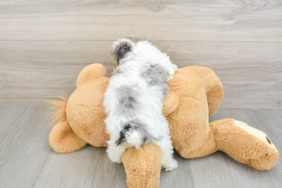 Best Poodle Baby