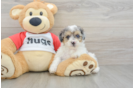 Poodle Puppy for Adoption