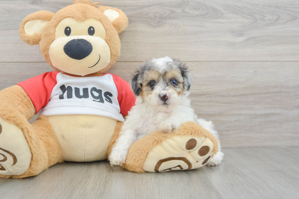 Poodle Puppy for Adoption