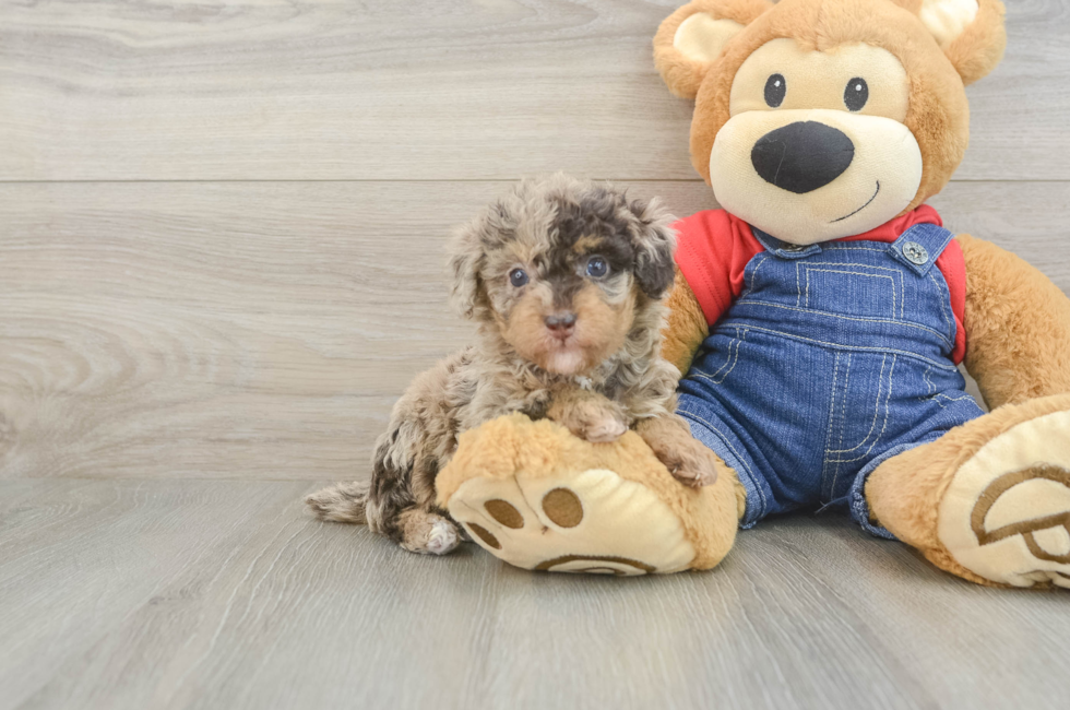 5 week old Poodle Puppy For Sale - Lone Star Pups