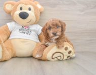 7 week old Poodle Puppy For Sale - Lone Star Pups