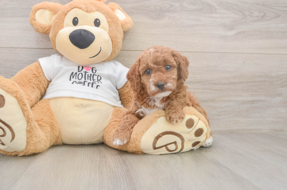 5 week old Poodle Puppy For Sale - Lone Star Pups