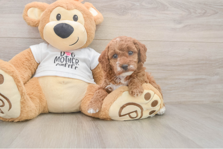 Meet Bunny - our Poodle Puppy Photo  1/3 - Lone Star Pups Poodle Puppy for Adoption