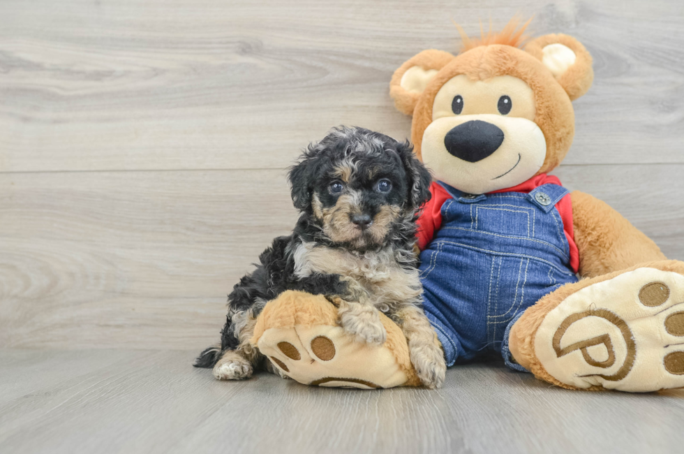 6 week old Poodle Puppy For Sale - Lone Star Pups