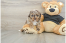 Funny Poodle Baby