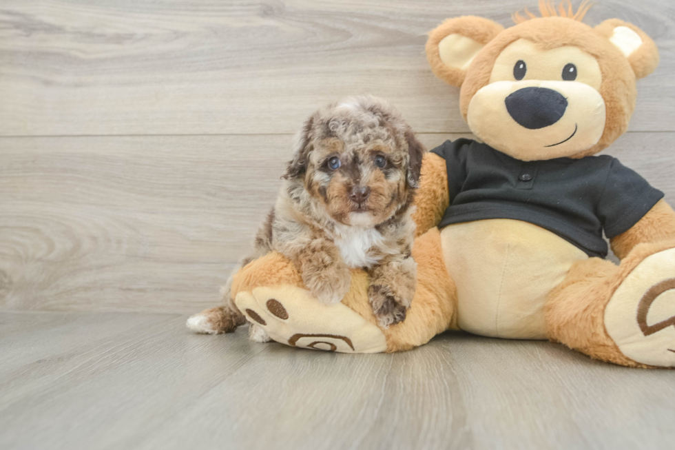 Funny Poodle Baby