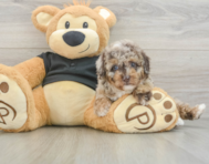 6 week old Poodle Puppy For Sale - Lone Star Pups