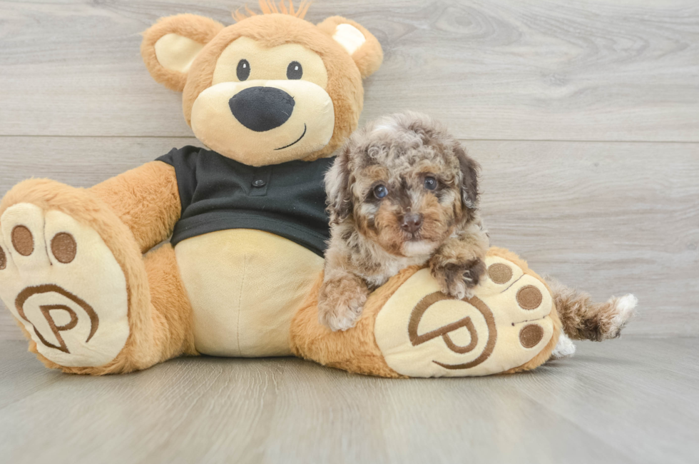 5 week old Poodle Puppy For Sale - Lone Star Pups