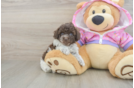 Small Poodle Baby