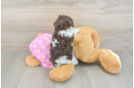 Poodle Pup Being Cute