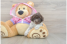 Poodle Puppy for Adoption