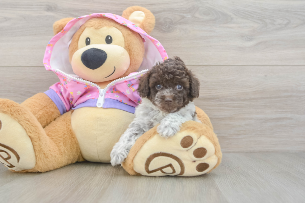 Poodle Puppy for Adoption