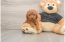 Hypoallergenic Poodle Baby