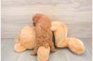 Little Poodle Purebred Pup