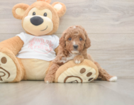 5 week old Poodle Puppy For Sale - Lone Star Pups