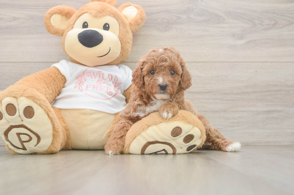 5 week old Poodle Puppy For Sale - Lone Star Pups
