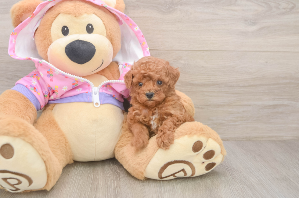 5 week old Poodle Puppy For Sale - Lone Star Pups