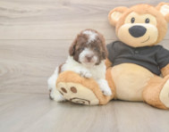 8 week old Poodle Puppy For Sale - Lone Star Pups