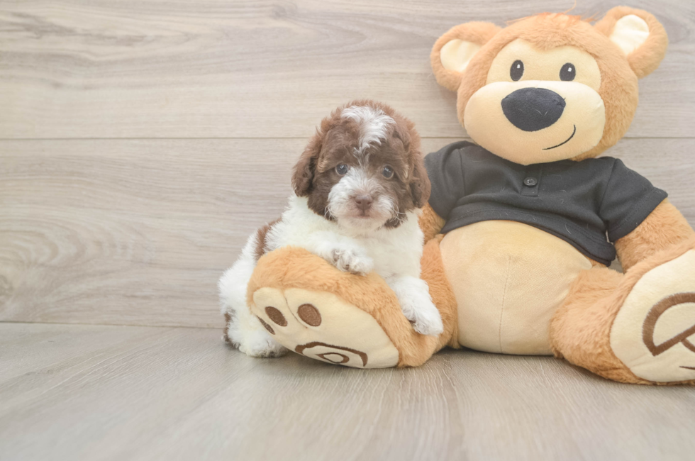 5 week old Poodle Puppy For Sale - Lone Star Pups