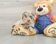 8 week old Poodle Puppy For Sale - Lone Star Pups
