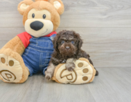 7 week old Poodle Puppy For Sale - Lone Star Pups
