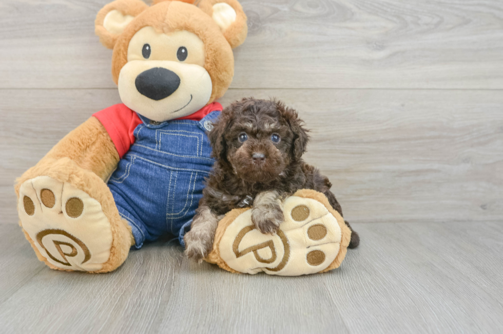 6 week old Poodle Puppy For Sale - Lone Star Pups