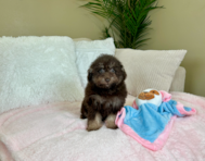 9 week old Poodle Puppy For Sale - Lone Star Pups