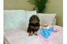 Cute Pudel Purebred Puppy