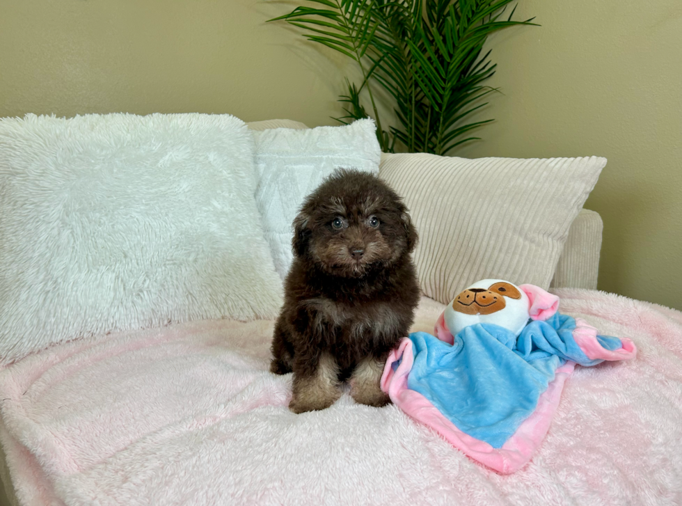 Cute Pudel Purebred Puppy