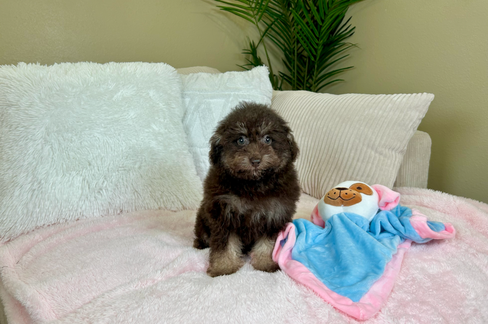 9 week old Poodle Puppy For Sale - Lone Star Pups