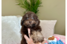 Best Poodle Baby