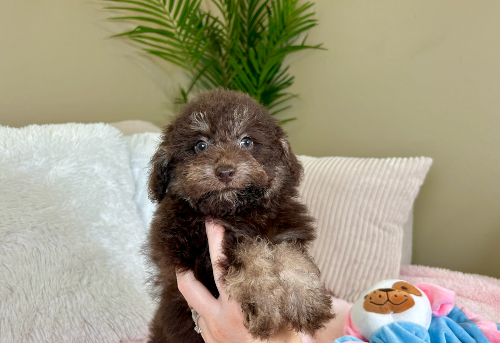 Best Poodle Baby