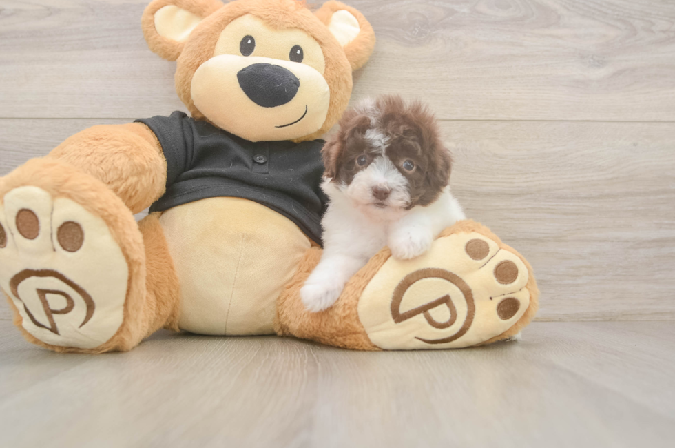 5 week old Poodle Puppy For Sale - Lone Star Pups