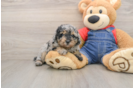 Popular Poodle Purebred Pup