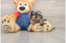 Best Poodle Baby