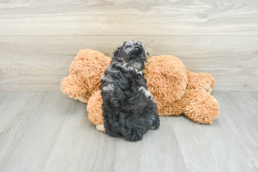 Hypoallergenic Poodle Purebred Pup