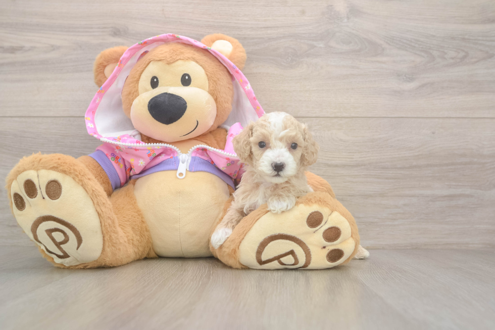 Poodle Puppy for Adoption