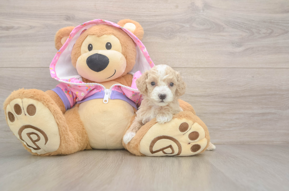 5 week old Poodle Puppy For Sale - Lone Star Pups