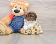 6 week old Poodle Puppy For Sale - Lone Star Pups