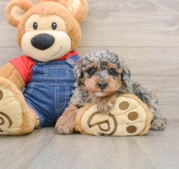 8 week old Poodle Puppy For Sale - Lone Star Pups