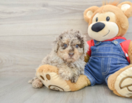 8 week old Poodle Puppy For Sale - Lone Star Pups