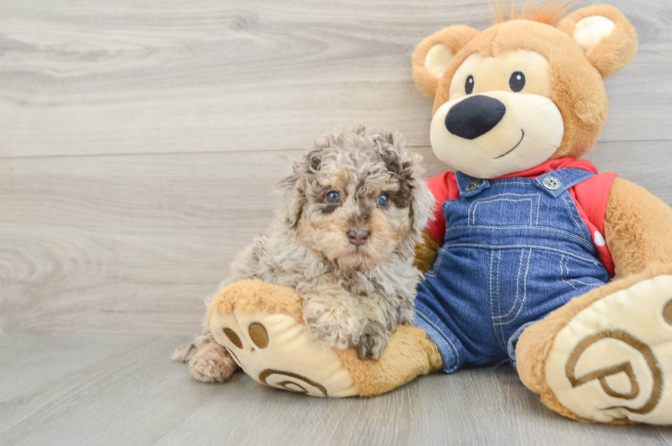 7 week old Poodle Puppy For Sale - Lone Star Pups