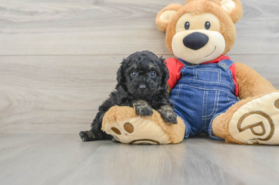 6 week old Poodle Puppy For Sale - Lone Star Pups