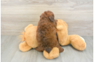 Poodle Puppy for Adoption